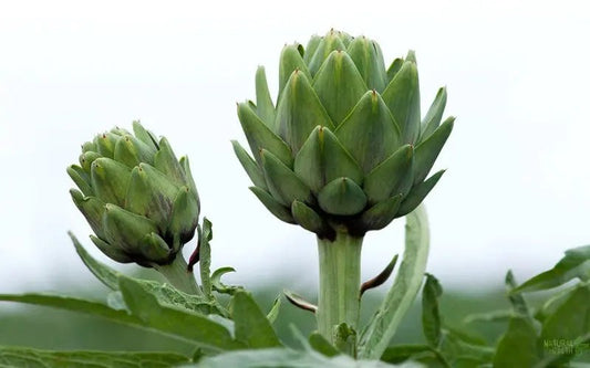 Natural Herbal Remedies - The Natural Health Market