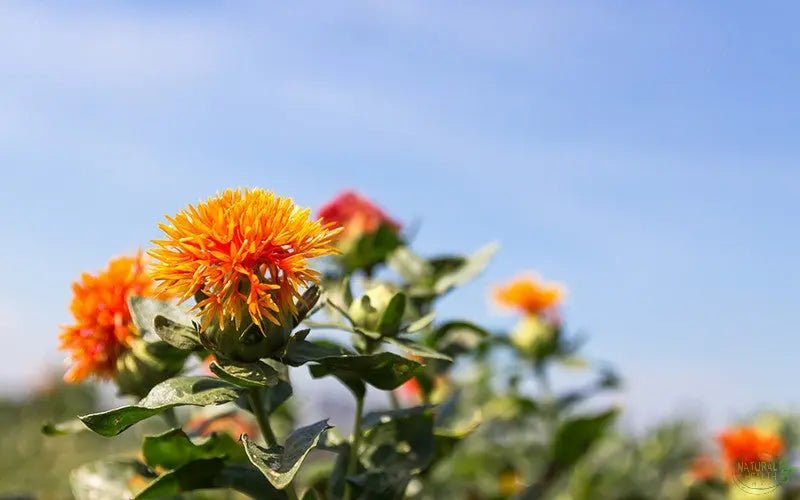 Lowering Cholesterol and Combatting Heart Disease: Safflower Tea - The Natural Health Market