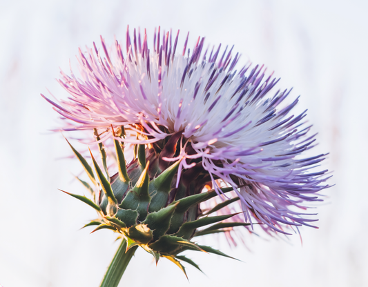 Milk Thistle (Silybum marianum): History, Composition, Evidence & How We Craft Our Extract