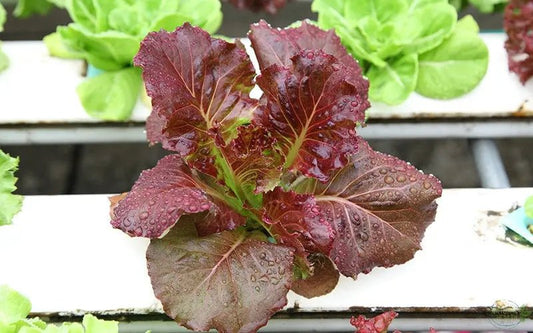 Leafy Green Vegetables - The Natural Health Market