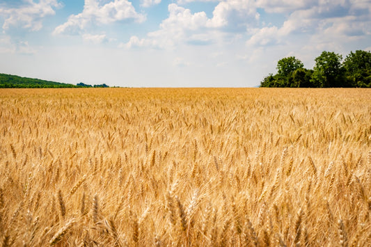 The Environmental Impact of Organic Farming: A Greener Future Awaits