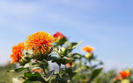 Lowering Cholesterol and Combatting Heart Disease: Safflower Tea - The Natural Health Market