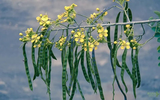 Senna Tea: Promoting a Healthy Colon, Detoxing and Easing Constipation - The Natural Health Market