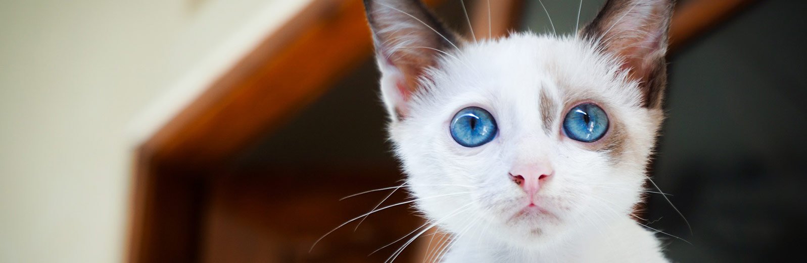A young kitten with bright blue eye looking at the camera.