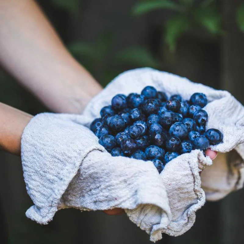 A handfull of freshly picked blue berries.